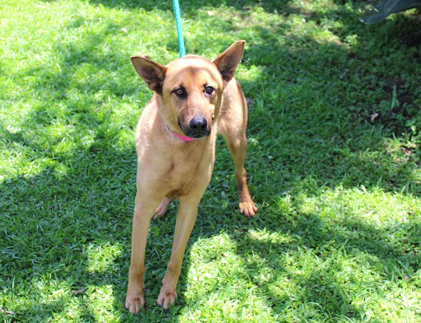 SPCA Durban & Coast | Adopt a dog or cat