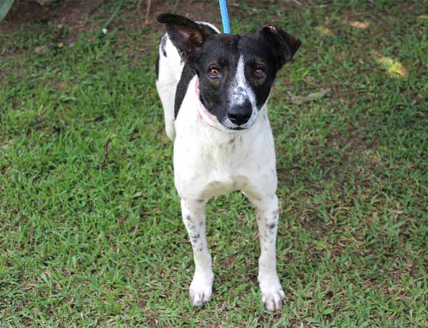 SPCA Durban & Coast Adopt a dog or cat